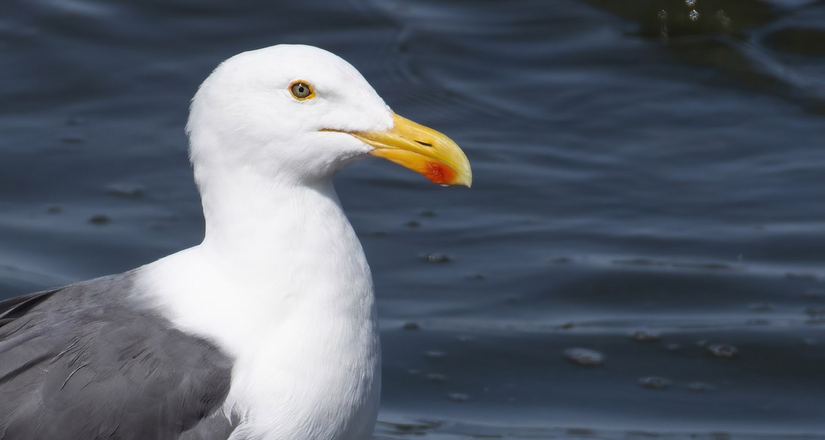 Yellow-footed Gull - ML399374101