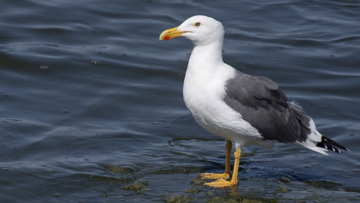 Yellow-footed Gull - ML399374181
