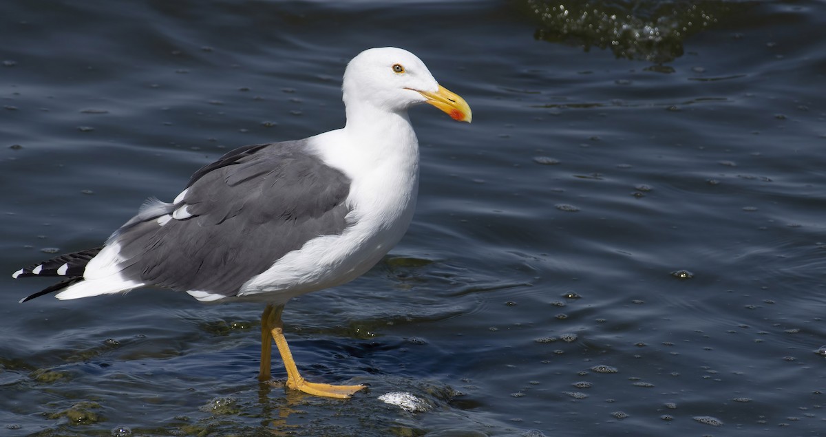 Yellow-footed Gull - ML399374211