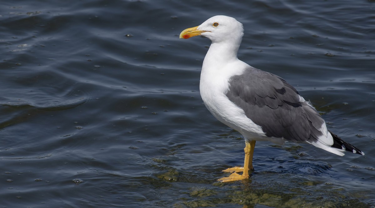 Yellow-footed Gull - Marky Mutchler
