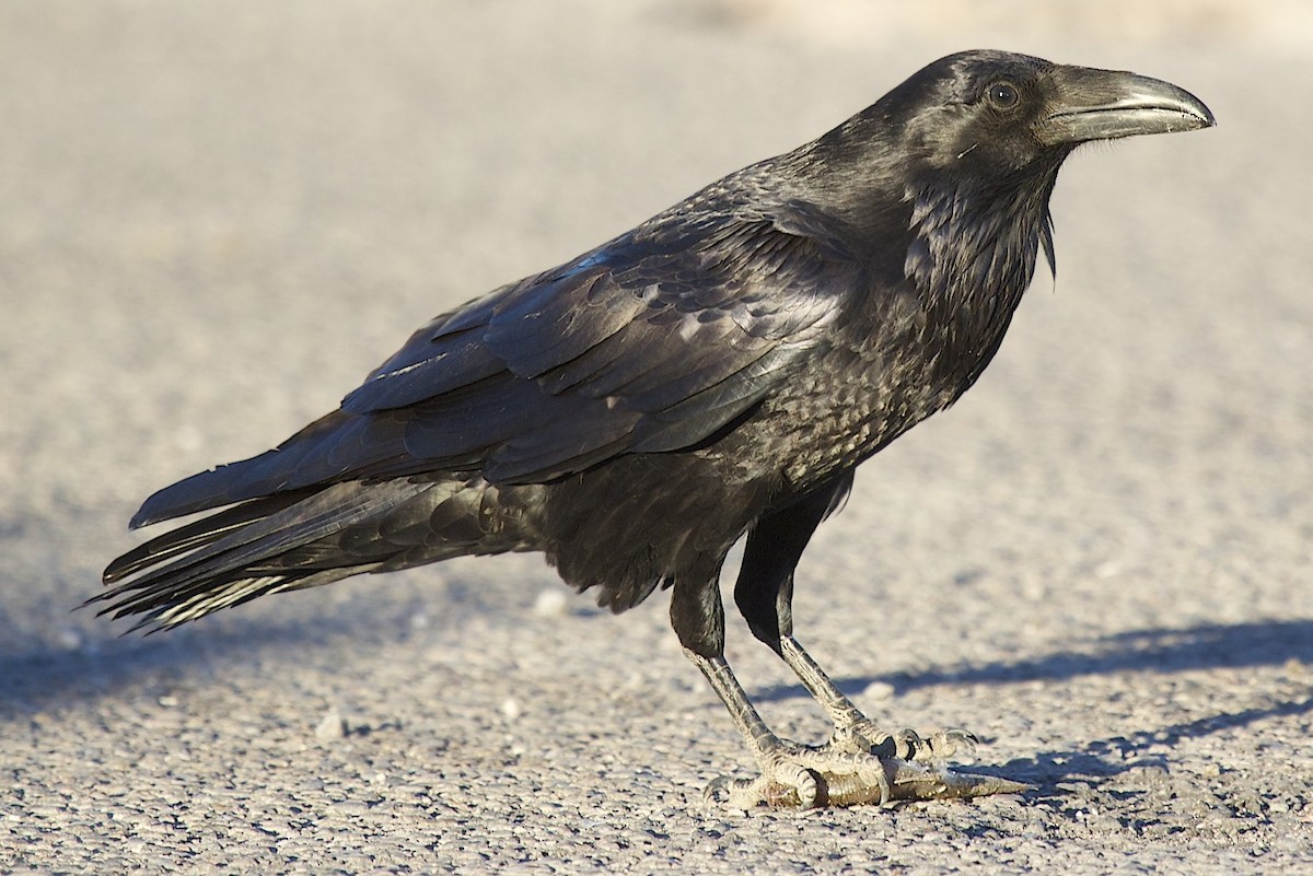 Common Raven - robert bowker