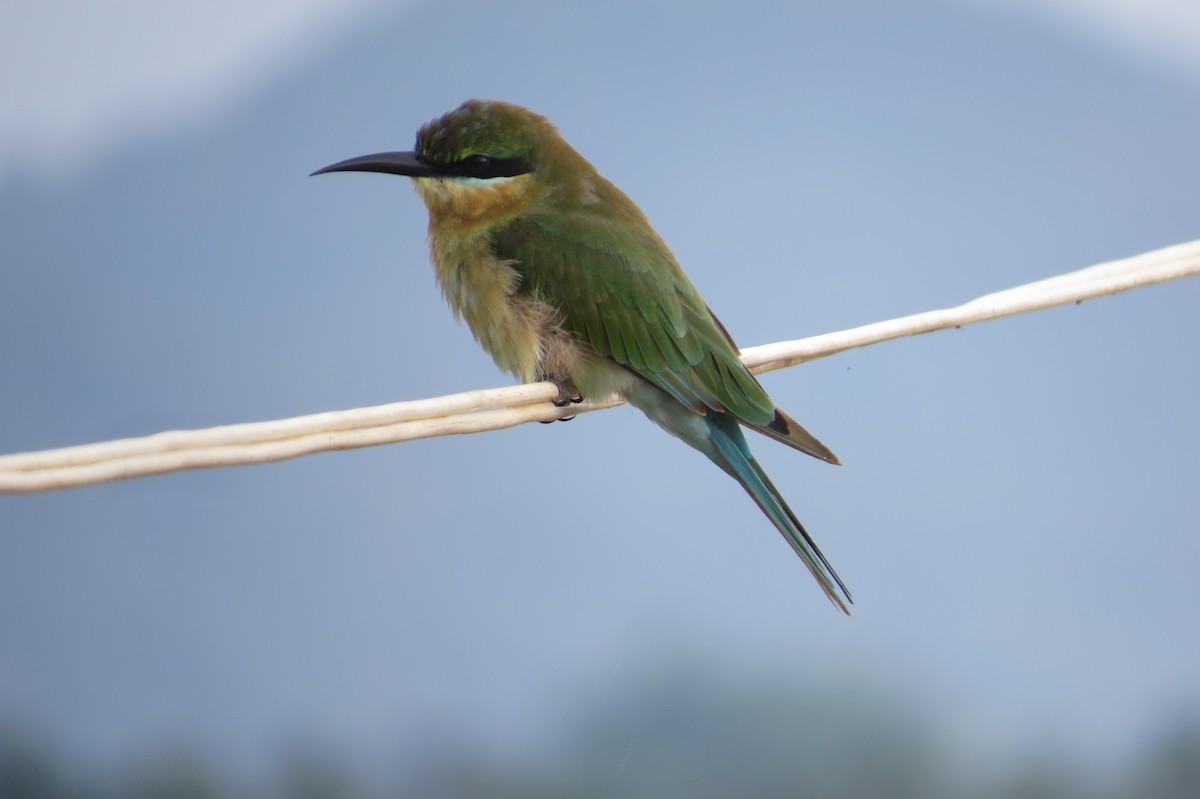 Blue-tailed Bee-eater - ML399382001