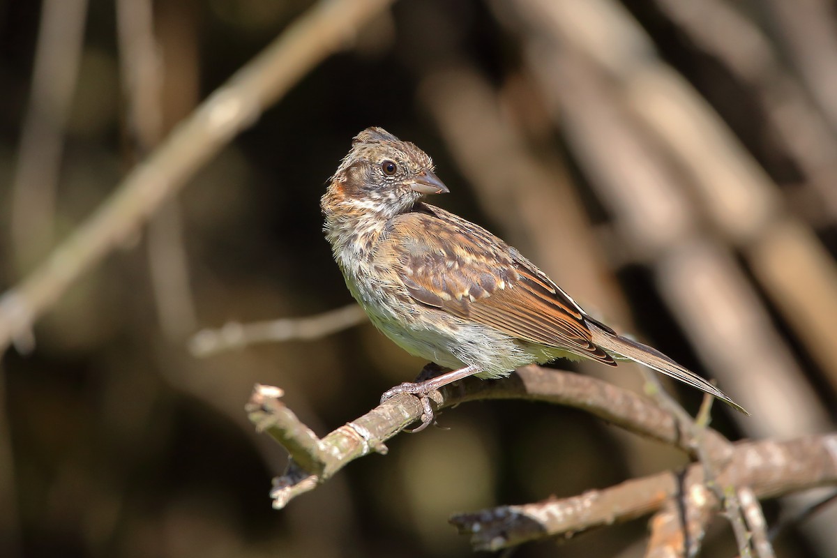 Rufous-collared Sparrow - Rubén Concha Leiva