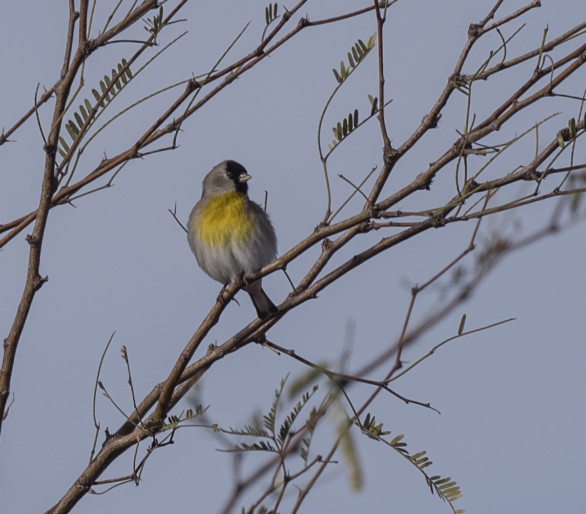 Lawrence's Goldfinch - ML399394611