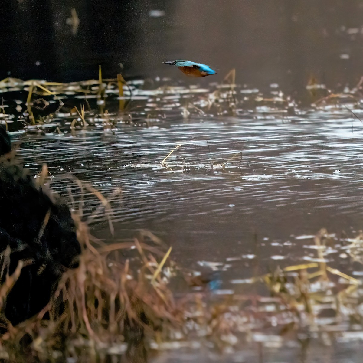 Common Kingfisher - Dejan Kostic
