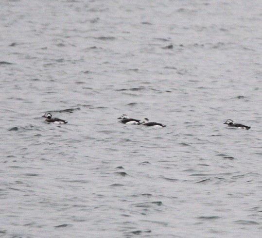 Long-tailed Duck - ML399402191