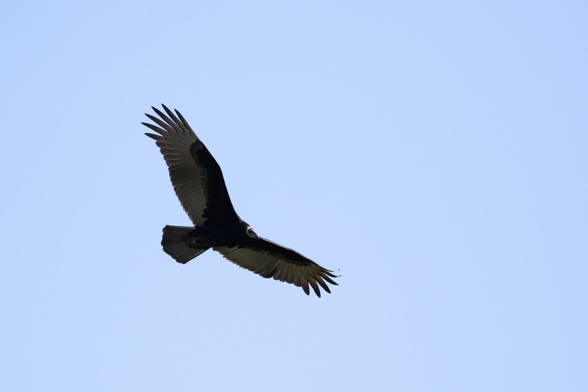 Turkey Vulture - ML399405821