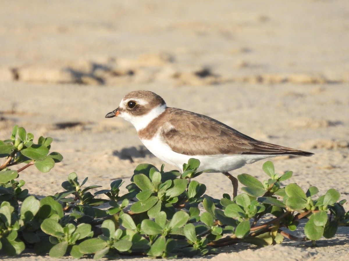 Semipalmated Plover - ML399406441