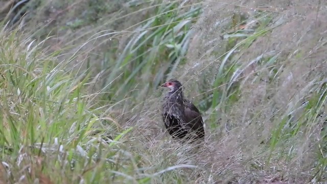 Red-necked Spurfowl - ML399406911