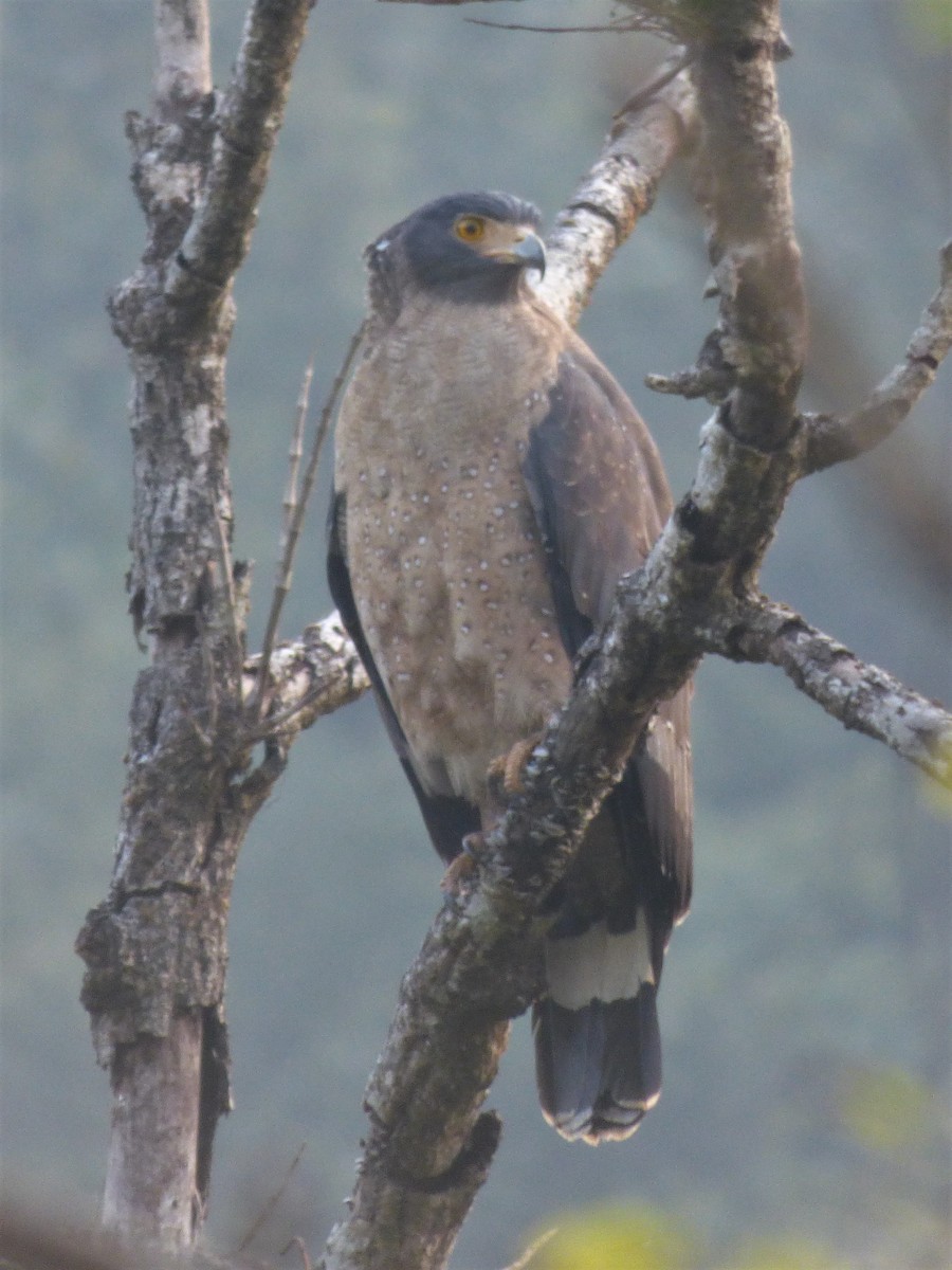 Crested Serpent-Eagle - ML399407181