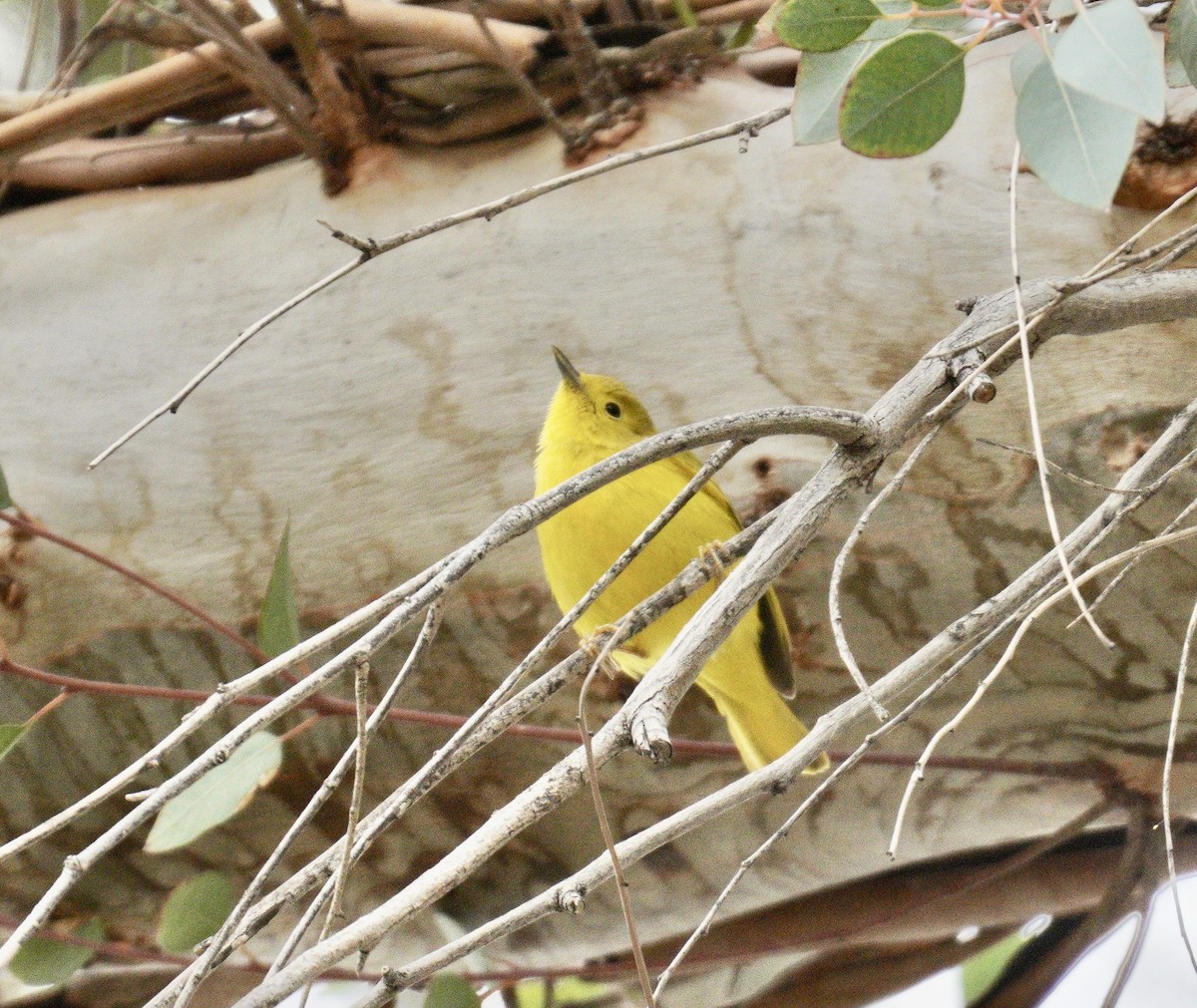 Yellow Warbler - ML399414661