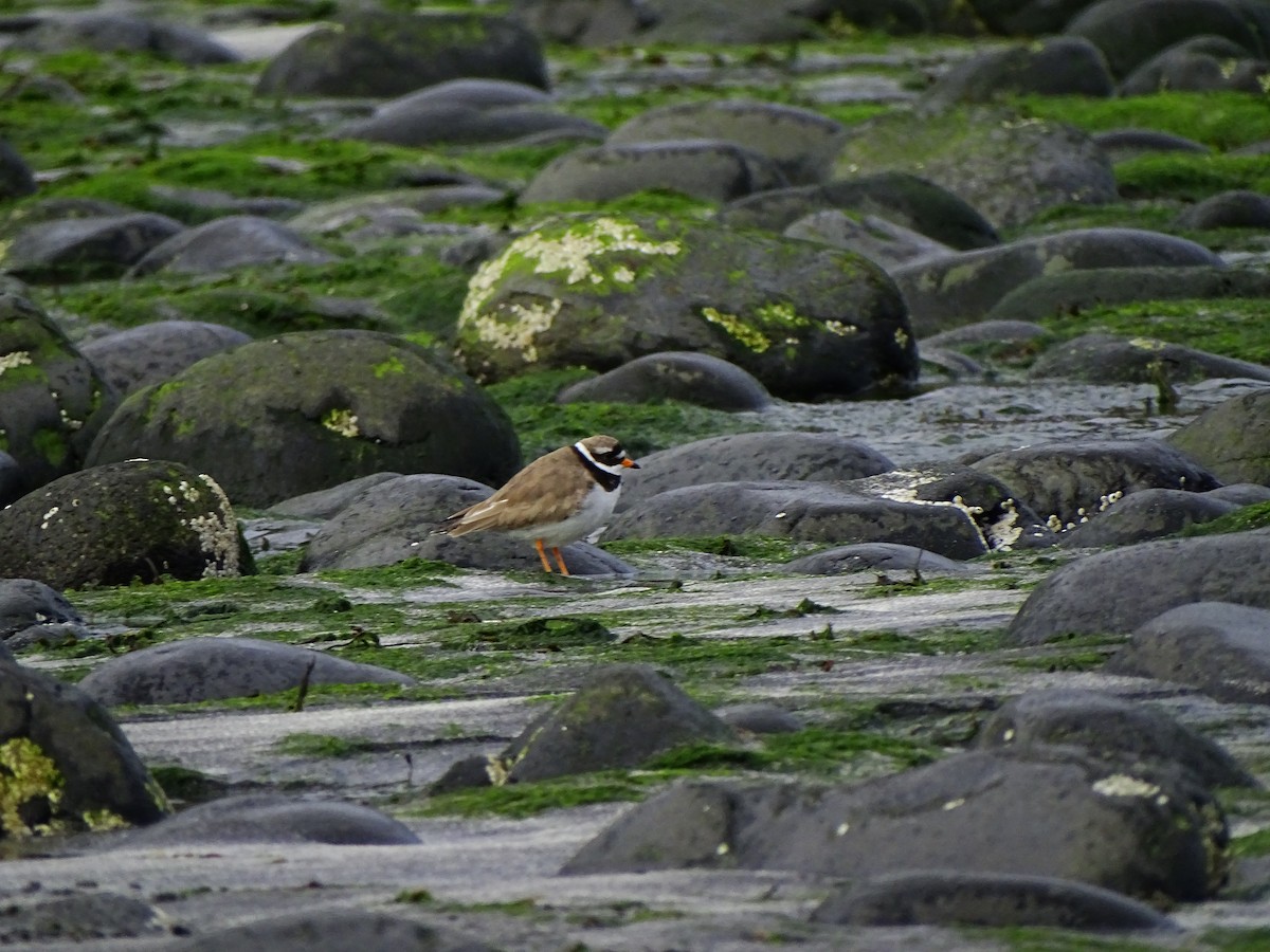 Common Ringed Plover - ML399416961