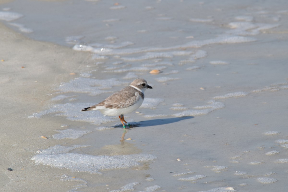 Piping Plover - Kathy Donaldson