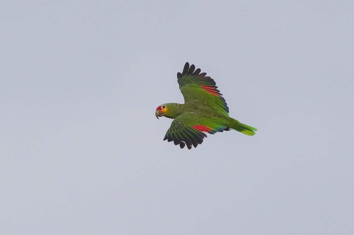 Red-lored Parrot (Red-lored) - Michael O'Brien