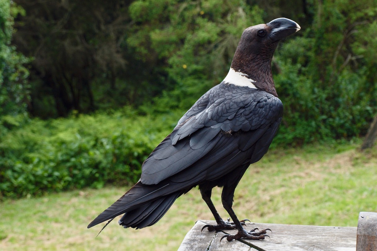 White-necked Raven - ML399421811