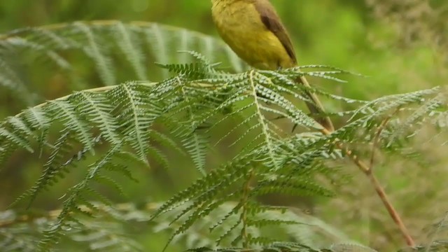 African Yellow-Warbler - ML399424271
