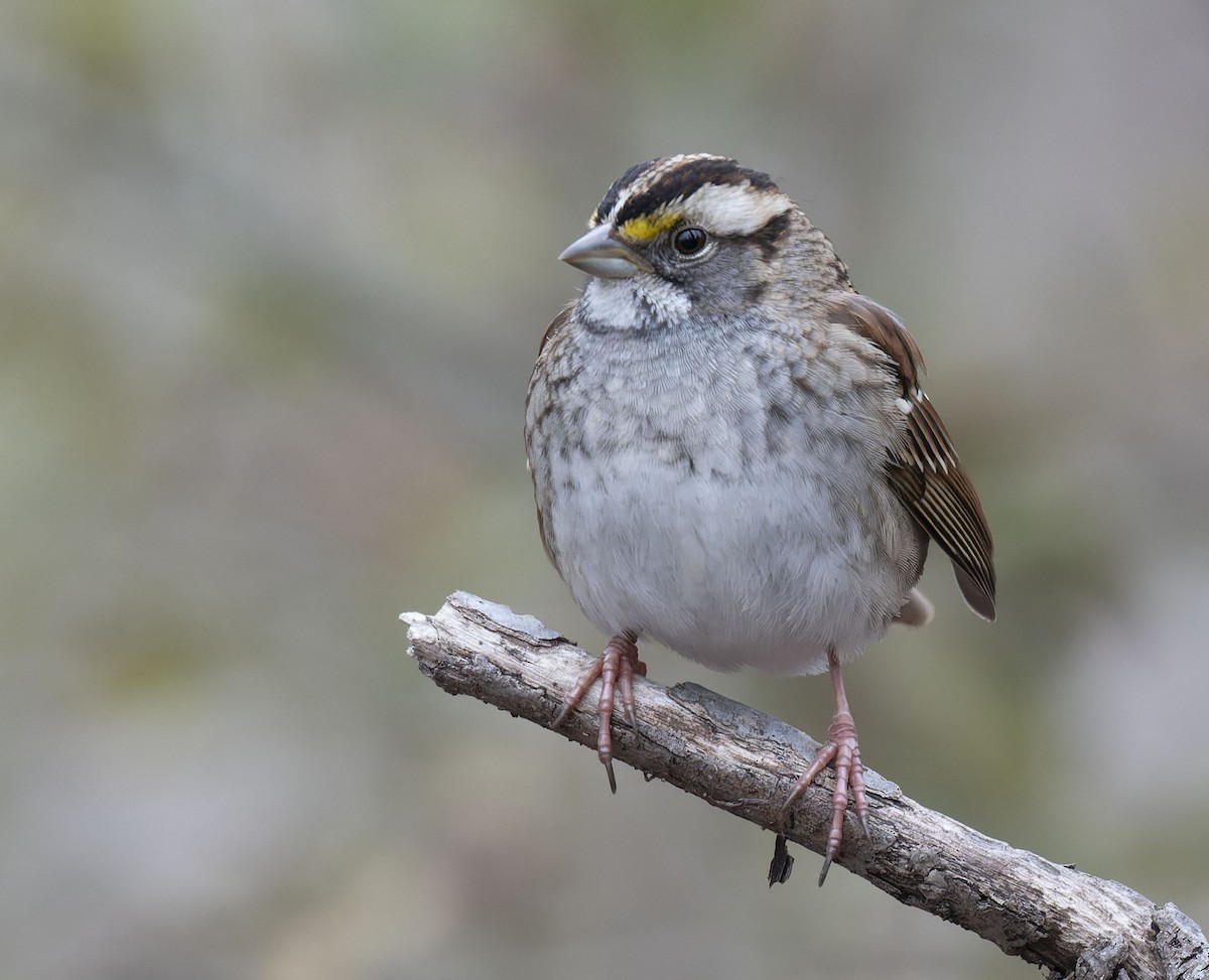 White-throated Sparrow - ML399424671