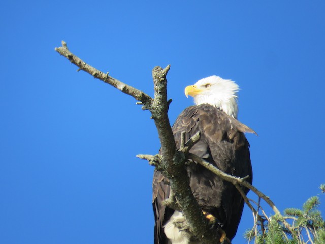 Bald Eagle at Porteau Cove Provincial Park by Breyden Beeke