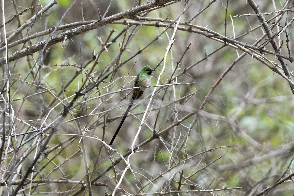 Yeşil Kuyruklu Kolibri - ML399435071