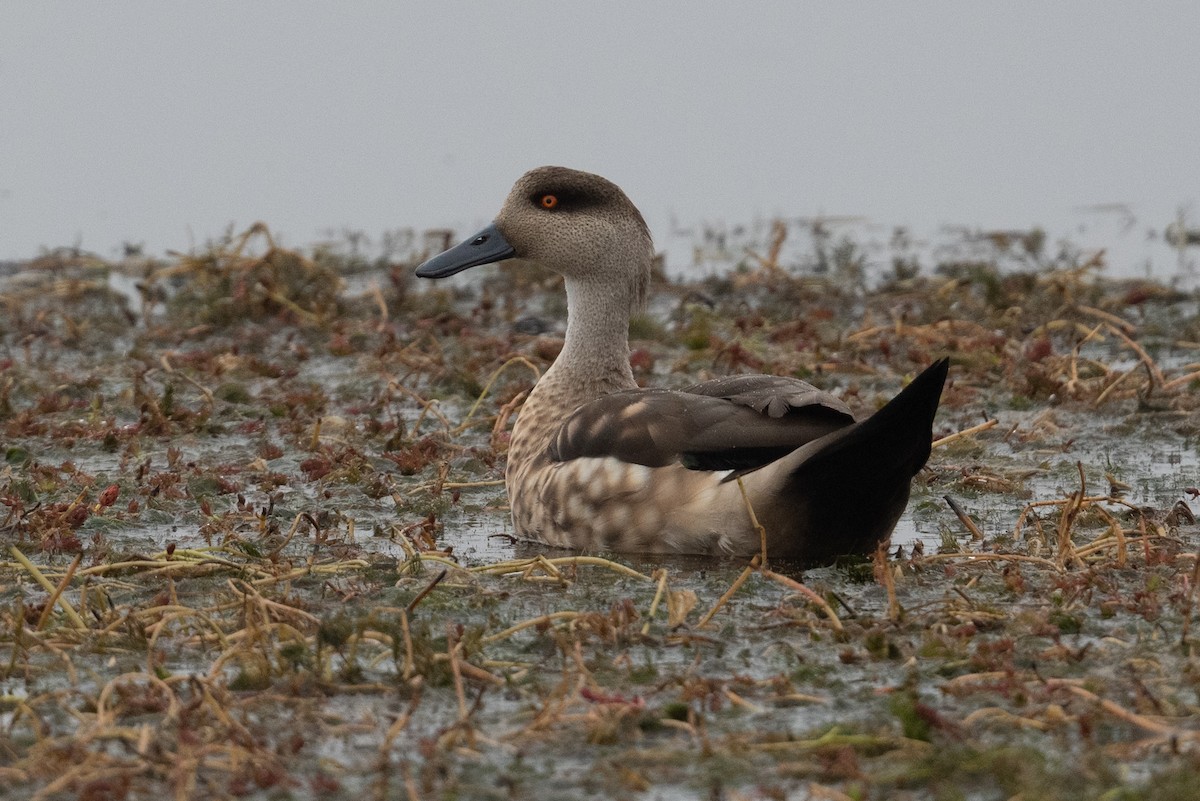 Crested Duck - ML399439671