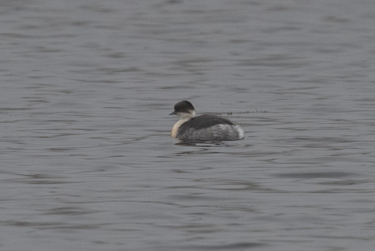Silvery Grebe (Andean) - ML399439721