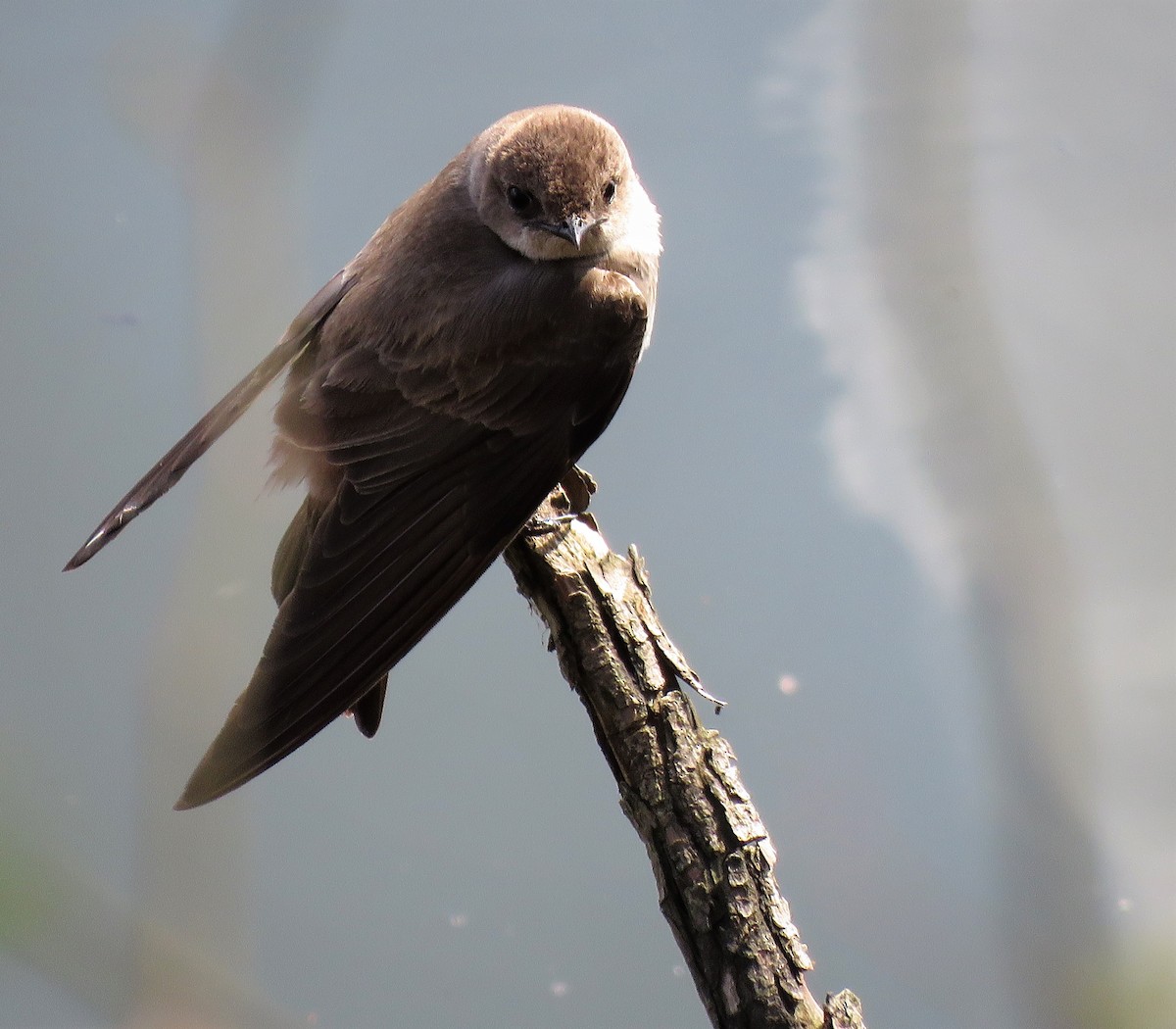 Northern Rough-winged Swallow - ML399440681