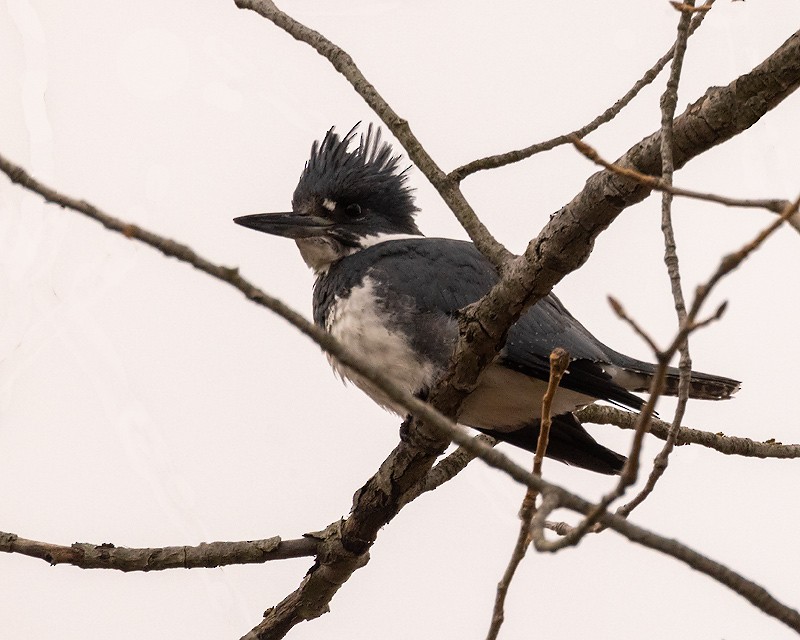 Belted Kingfisher - ML399441201