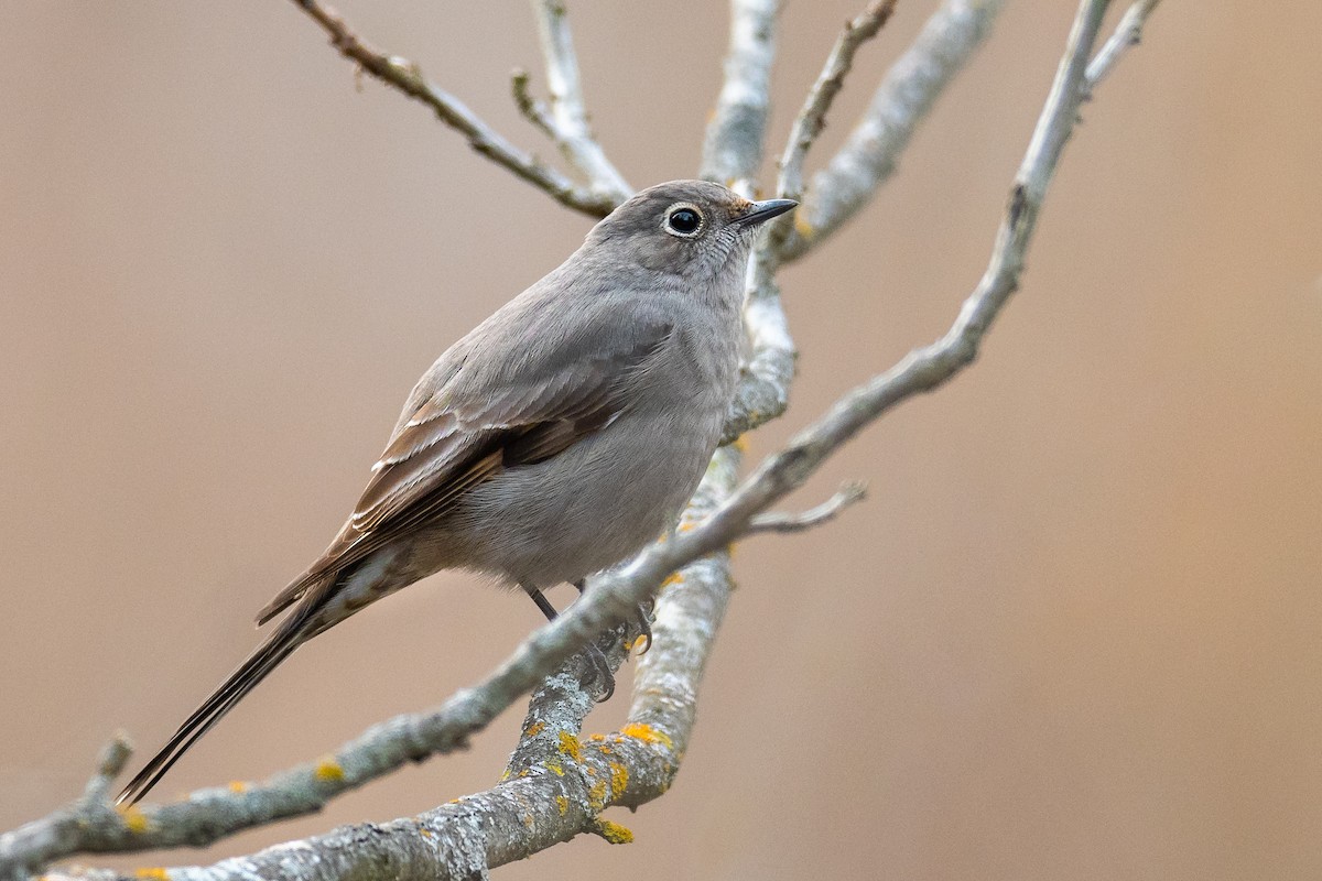 Townsend's Solitaire - ML399442171