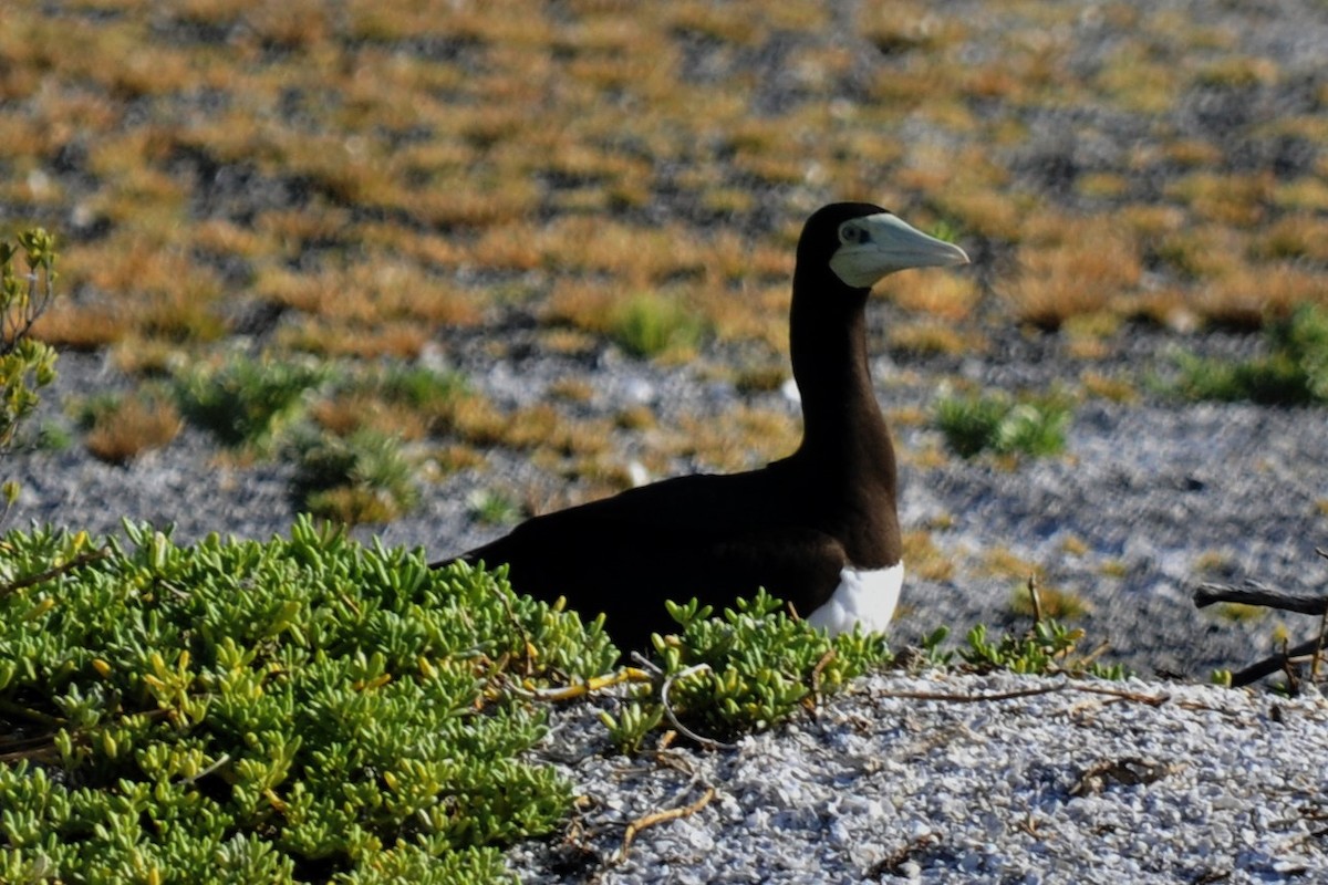 Brown Booby - ML39945151