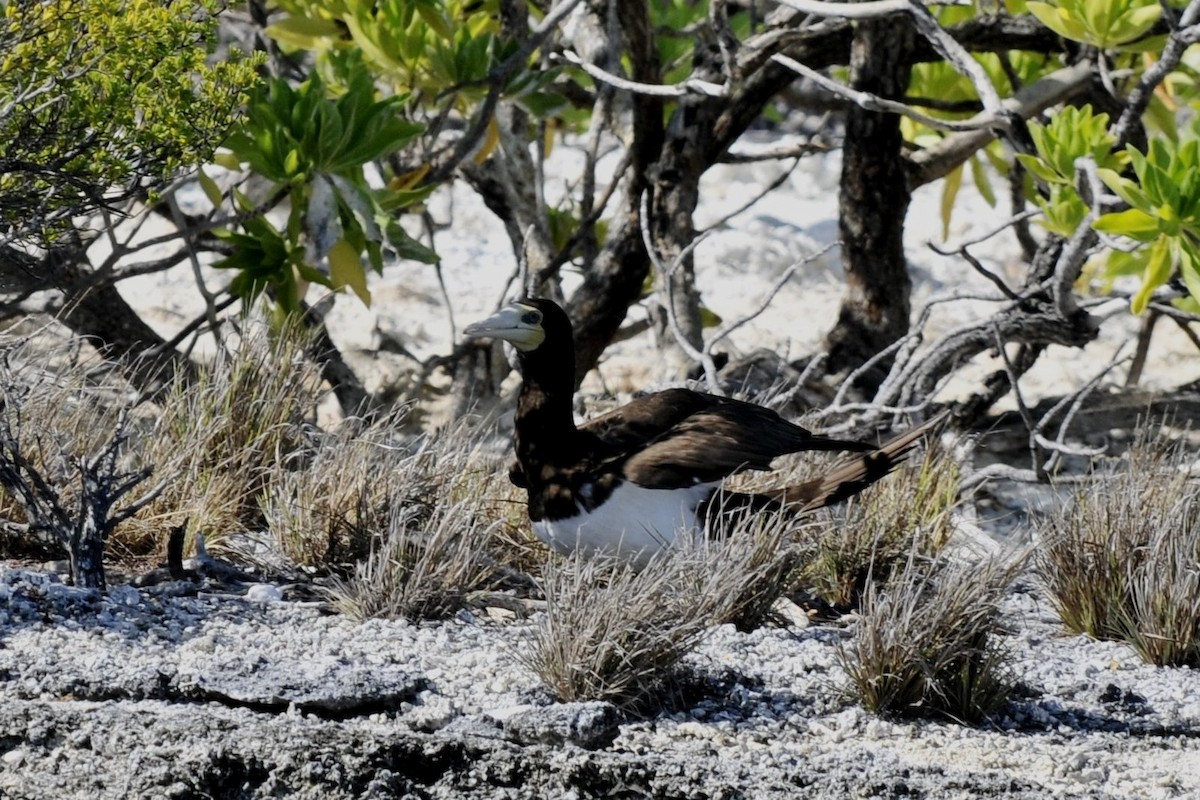 Brown Booby - ML39945161