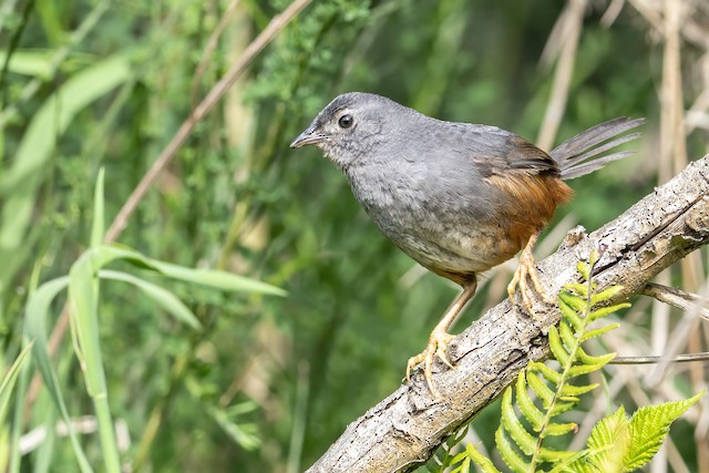 Possible confusion species: Ochre-flanked Tapaculo (<em class="SciName notranslate">Eugralla paradoxa</em>). - Ochre-flanked Tapaculo - 