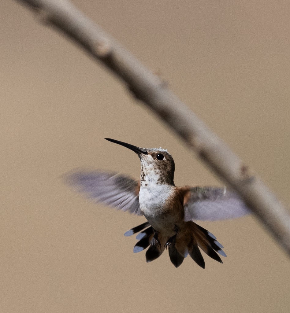 Rufous Hummingbird - manuel grosselet