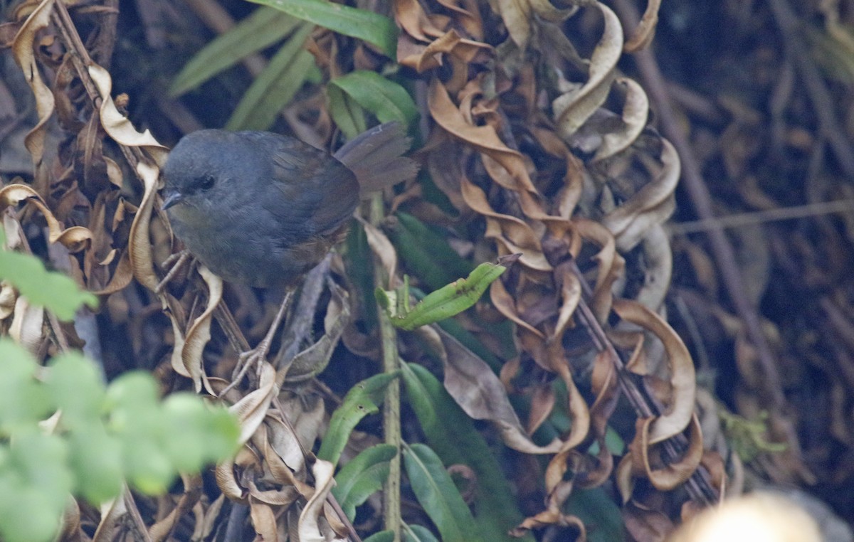 Pale-bellied Tapaculo - ML399453211