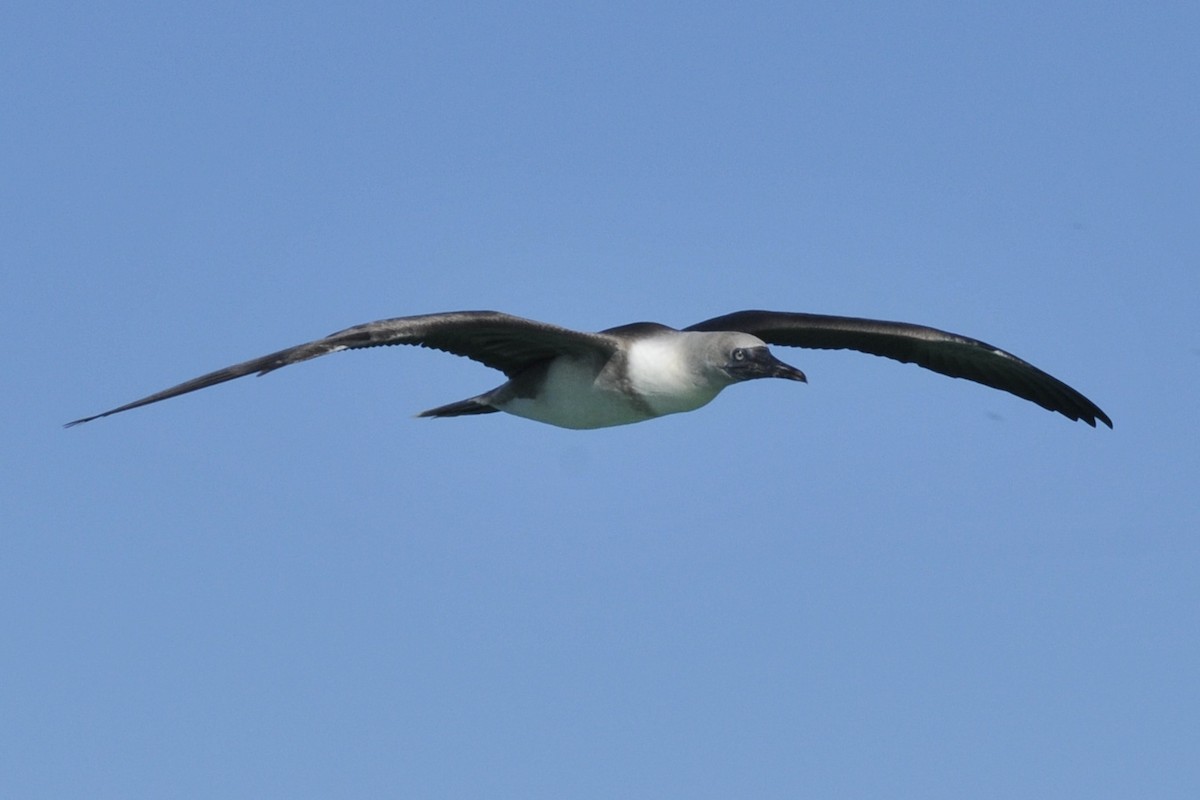 Red-footed Booby - ML39945381