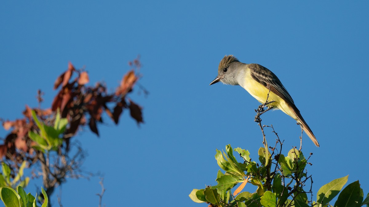 Great Crested Flycatcher - ML399454141