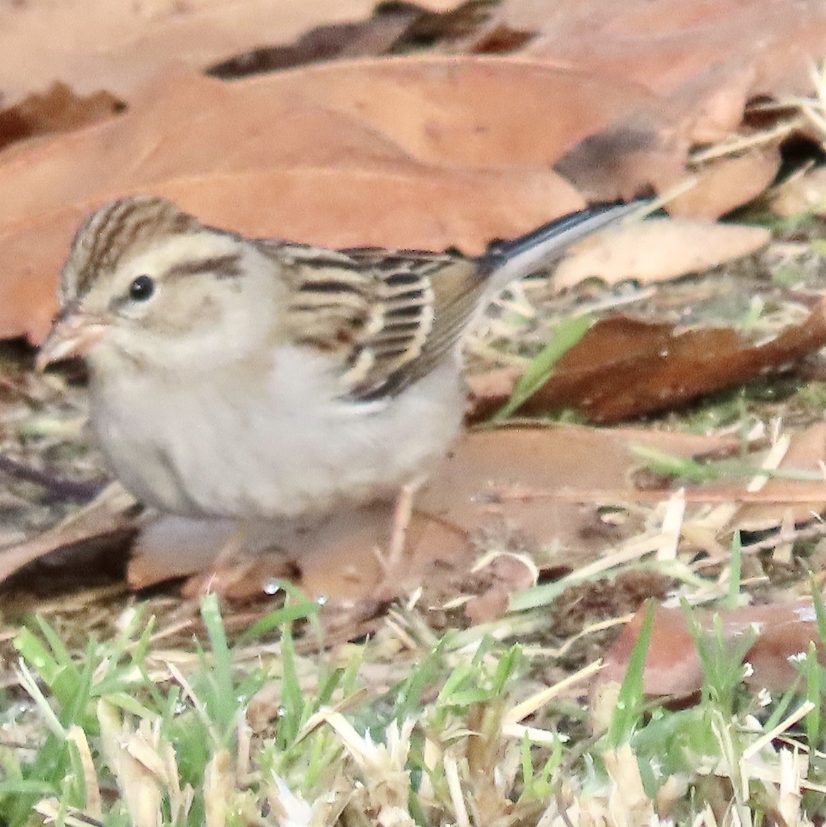 Chipping Sparrow - Nancy Salem