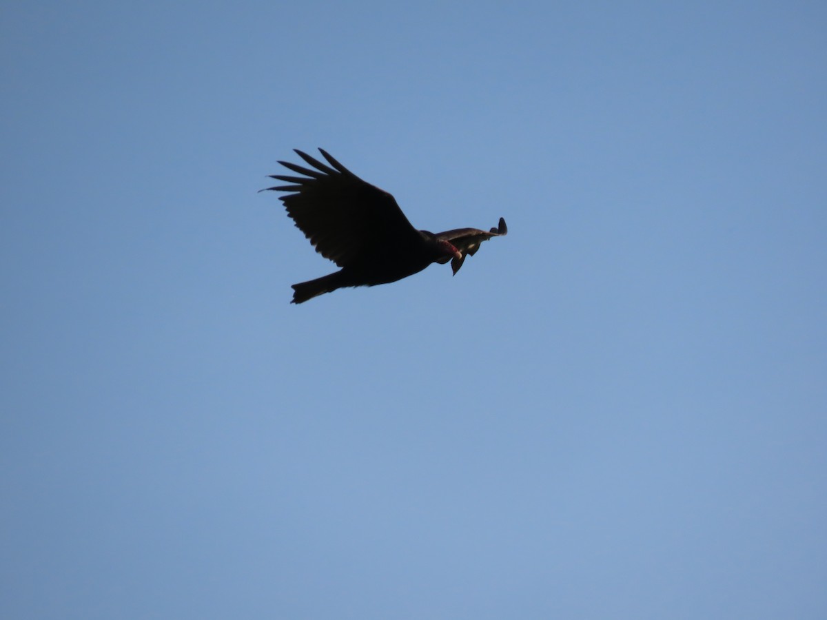 Turkey Vulture (Tropical) - ML399455341