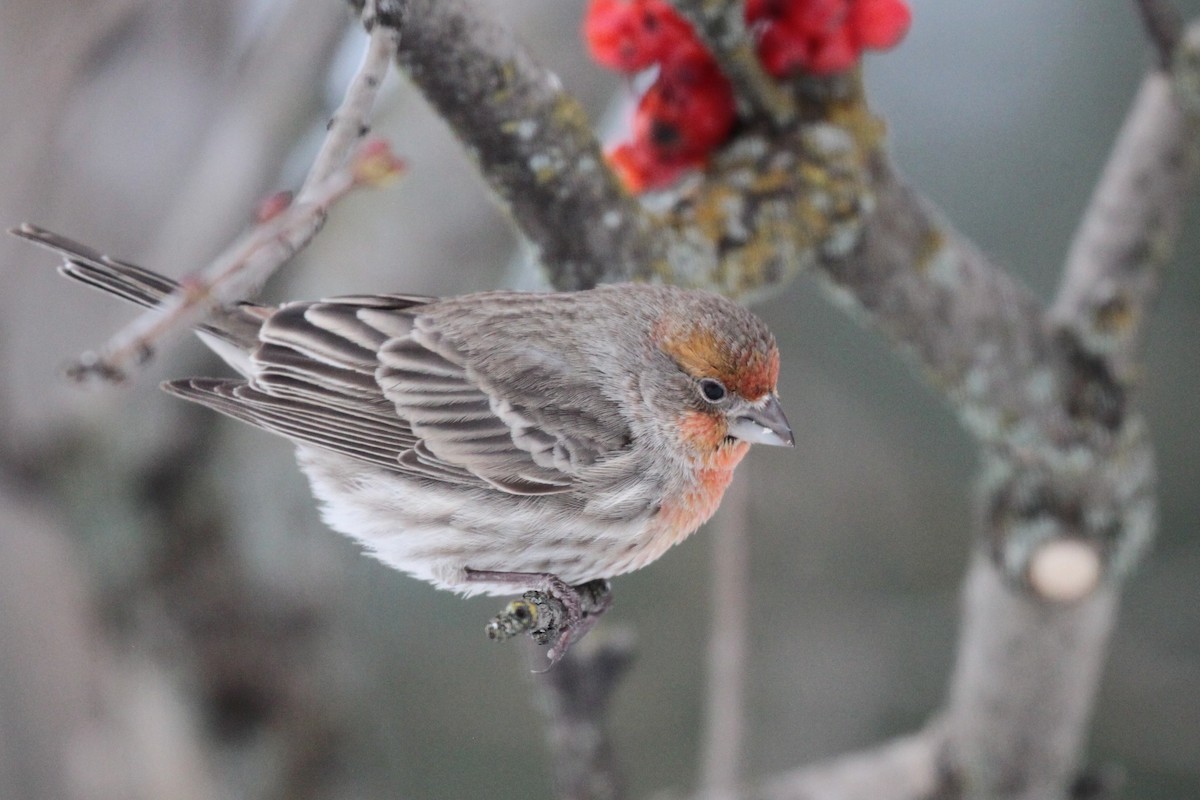 House Finch (Common) - ML399456051