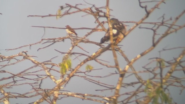 African Cuckoo-Hawk - ML399456341