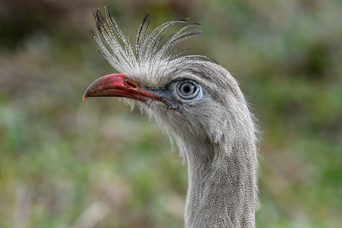 Red-legged Seriema