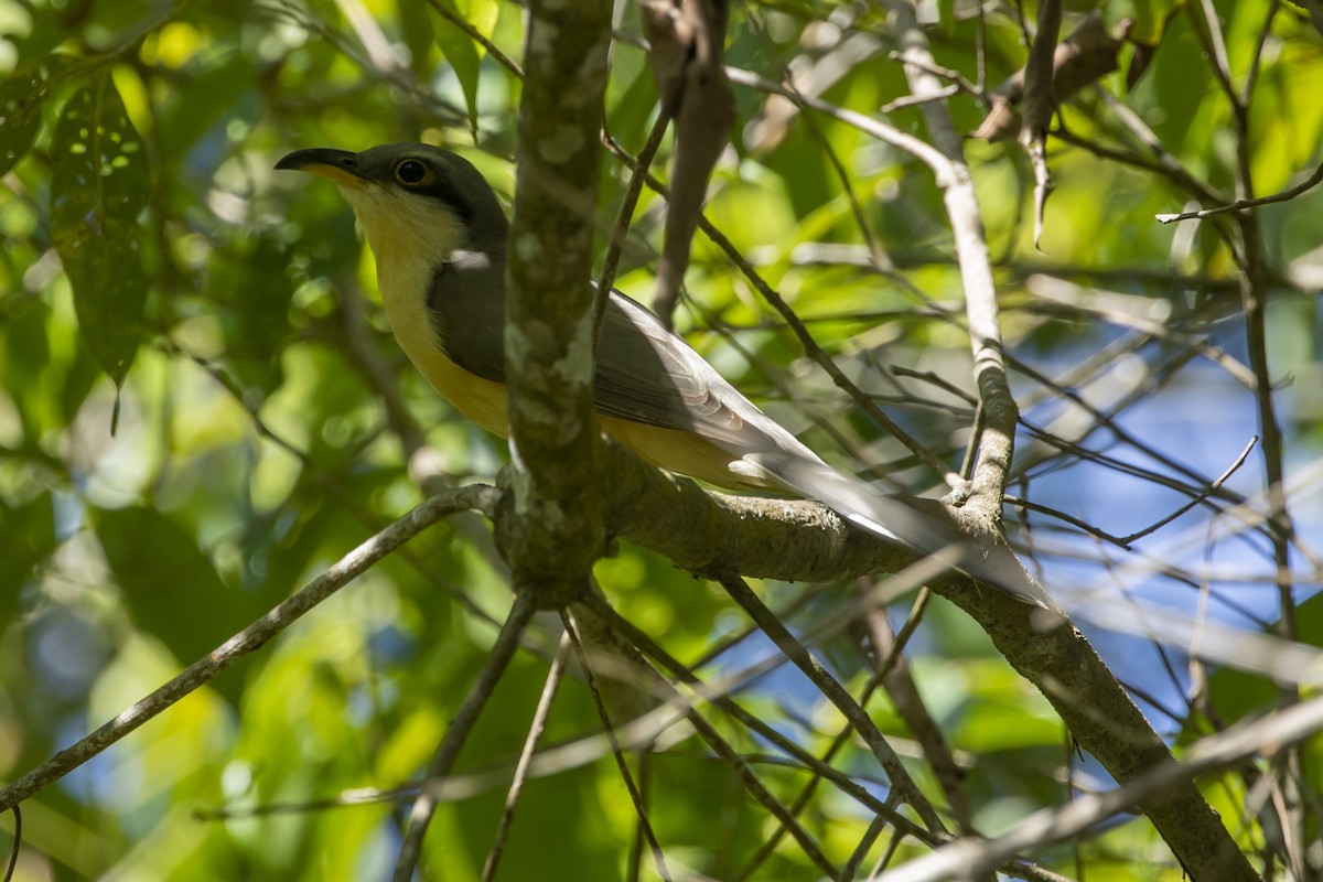 Mangrove Cuckoo - Manlio Cuevas L.