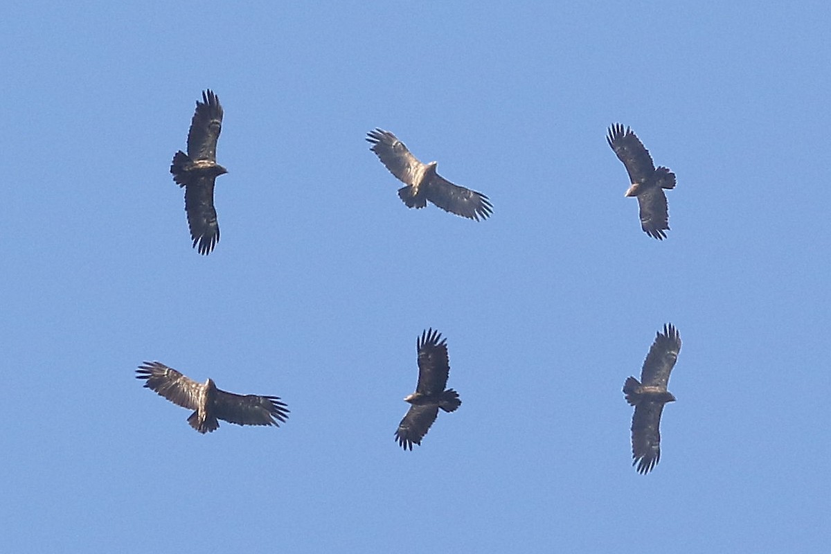 Lesser Spotted Eagle - ML399471341