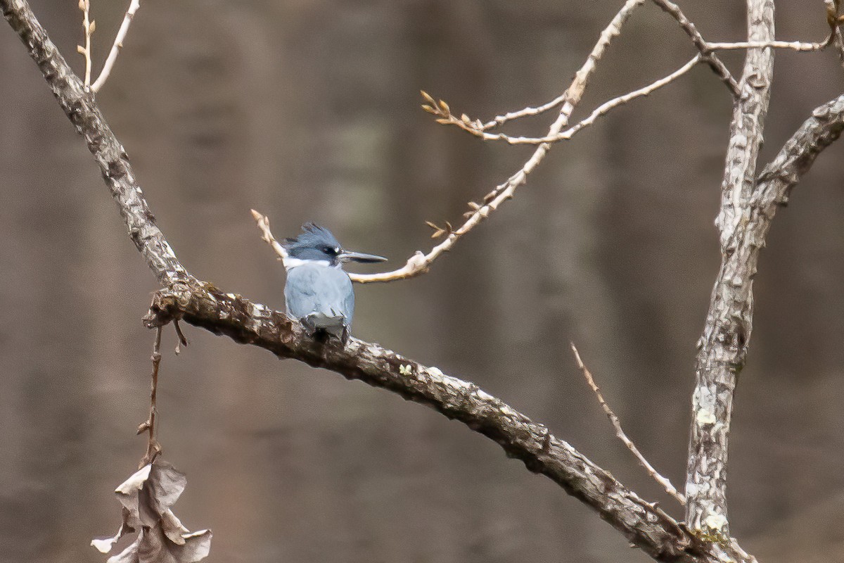 Belted Kingfisher - ML399474931