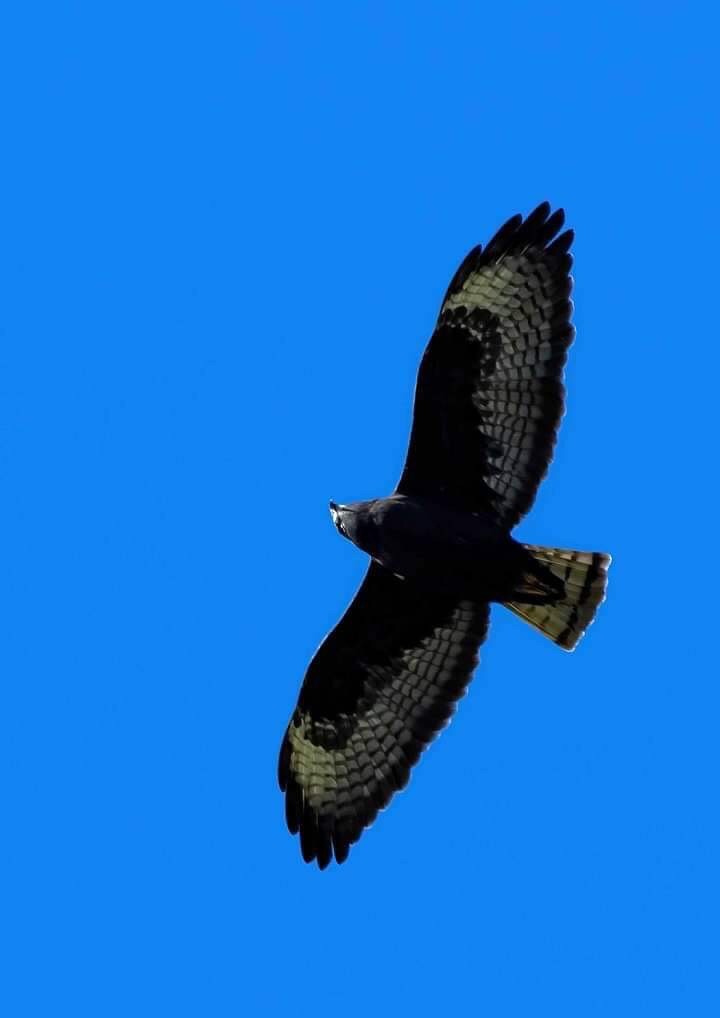 Short-tailed Hawk - James Golian