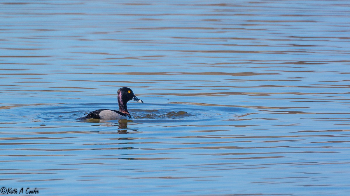 Ring-necked Duck - Keith Confer
