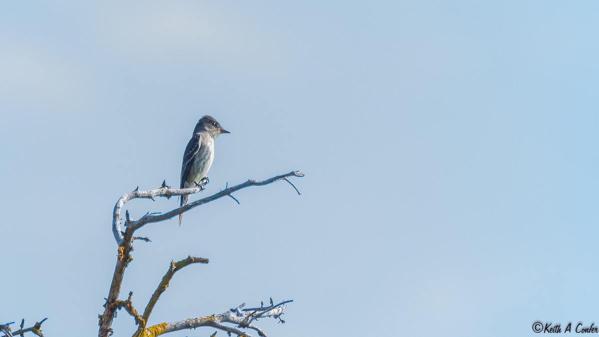 Olive-sided Flycatcher - Keith Confer