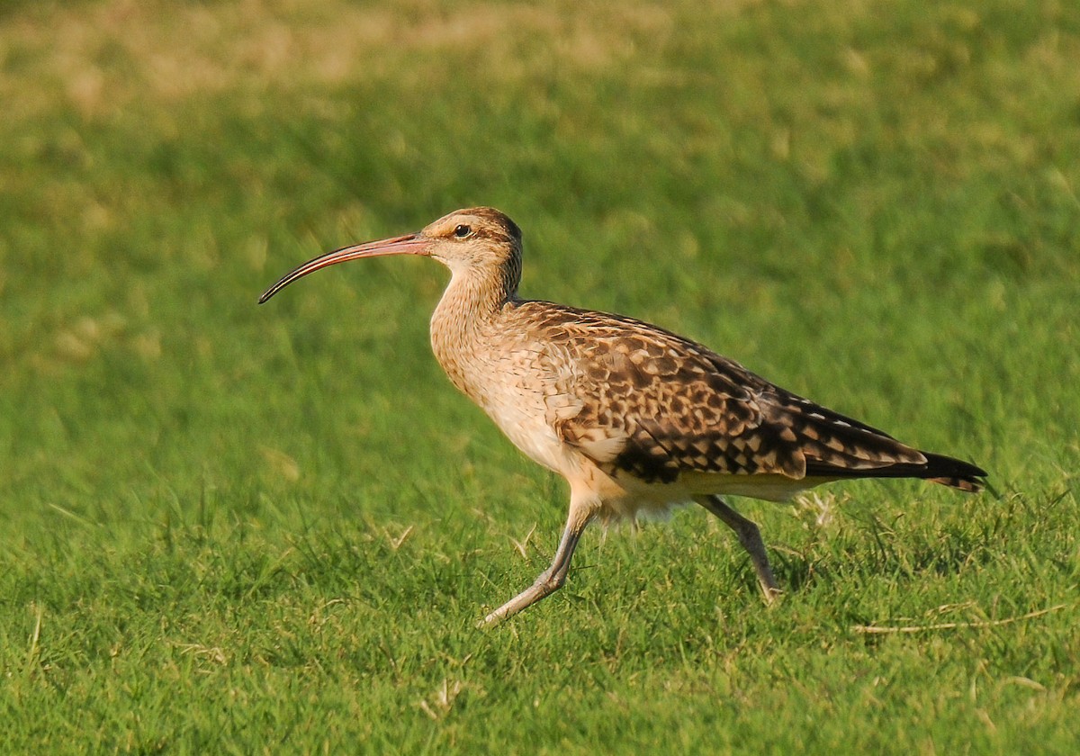 Bristle-thighed Curlew - ML399482471