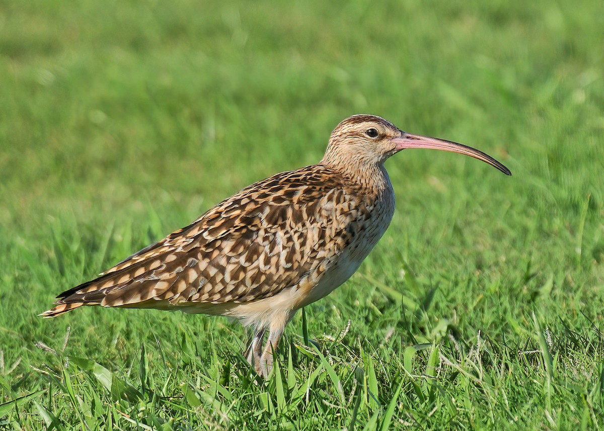 Bristle-thighed Curlew - ML399482491
