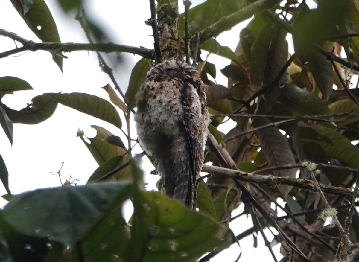 Andean Potoo - ML399486031
