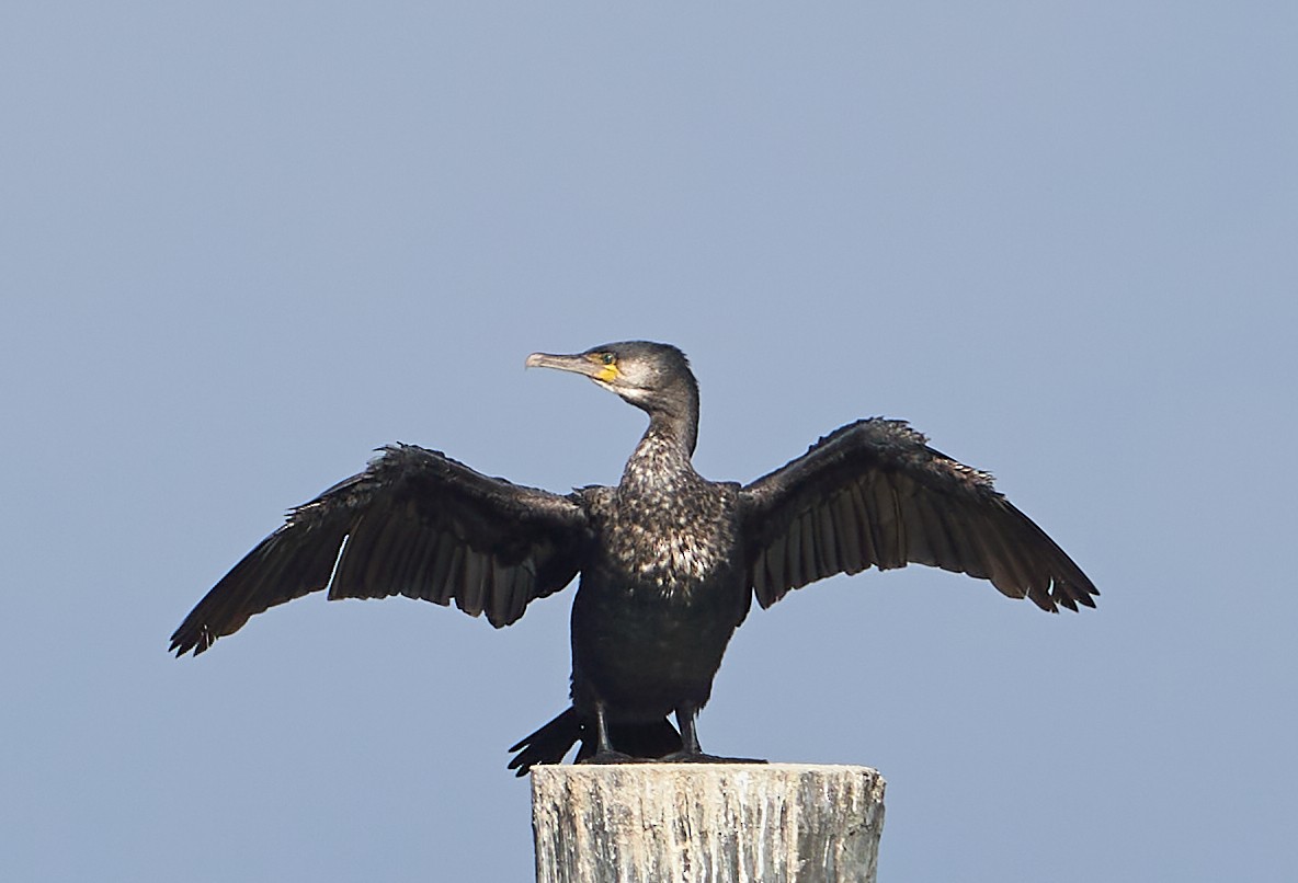 Great Cormorant - Andrew Haffenden